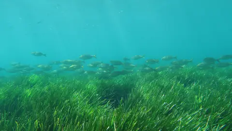 Dos nuevos proyectos reforzarán la conservación de praderas marinas y arrecifes costeros en el Mediterráneo español Dos nuevos proyectos reforzarán la conservación de praderas marinas y arrecifes costeros en el Mediterráneo español