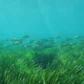 Dos nuevos proyectos reforzarán la conservación de praderas marinas y arrecifes costeros en el Mediterráneo español