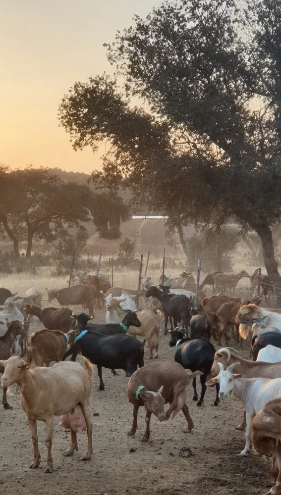Explotación ganadera de caprino Explotación ganadera de caprino