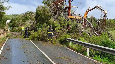 Árboles caídos en Sant Antoni (Ibiza) a consecuencia de un episodio meteorológico adverso. Árboles caídos en Sant Antoni (Ibiza) a consecuencia de un episodio meteorológico adverso.