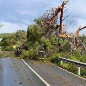 Árboles caídos en Sant Antoni (Ibiza) a consecuencia de un episodio meteorológico adverso.