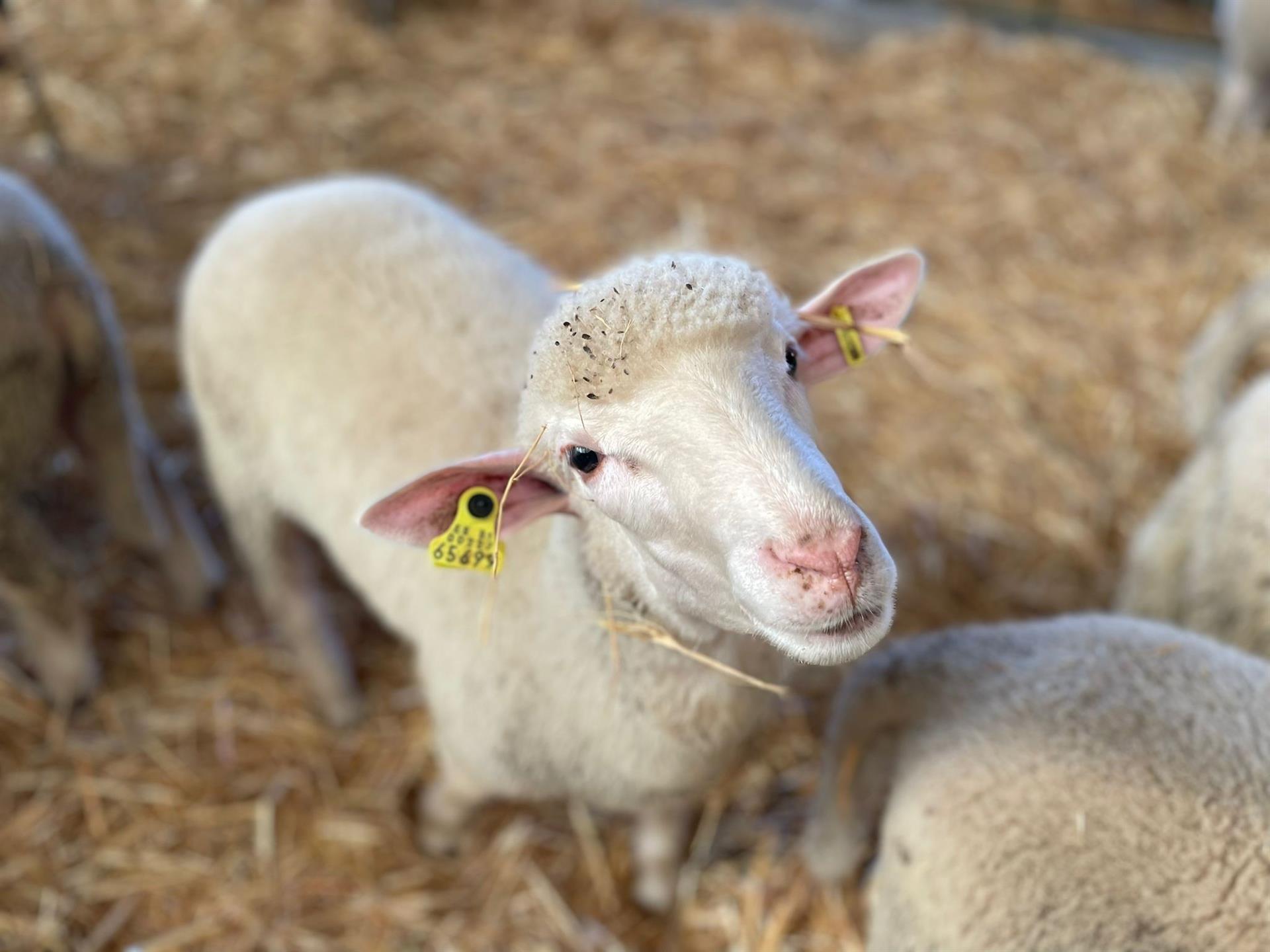 La Junta abona diversas ayudas al ovino y caprino dotadas con más de 31,5 millones a cerca de 6.000 ganaderos extremeños La Junta abona diversas ayudas al ovino y caprino dotadas con más de 31,5 millones a cerca de 6.000 ganaderos extremeños