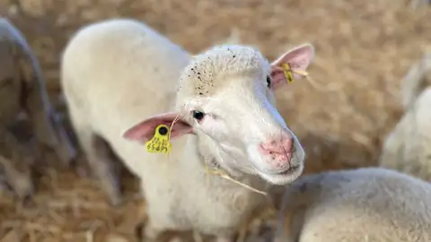 La Junta abona diversas ayudas al ovino y caprino dotadas con más de 31,5 millones a cerca de 6.000 ganaderos extremeños La Junta abona diversas ayudas al ovino y caprino dotadas con más de 31,5 millones a cerca de 6.000 ganaderos extremeños