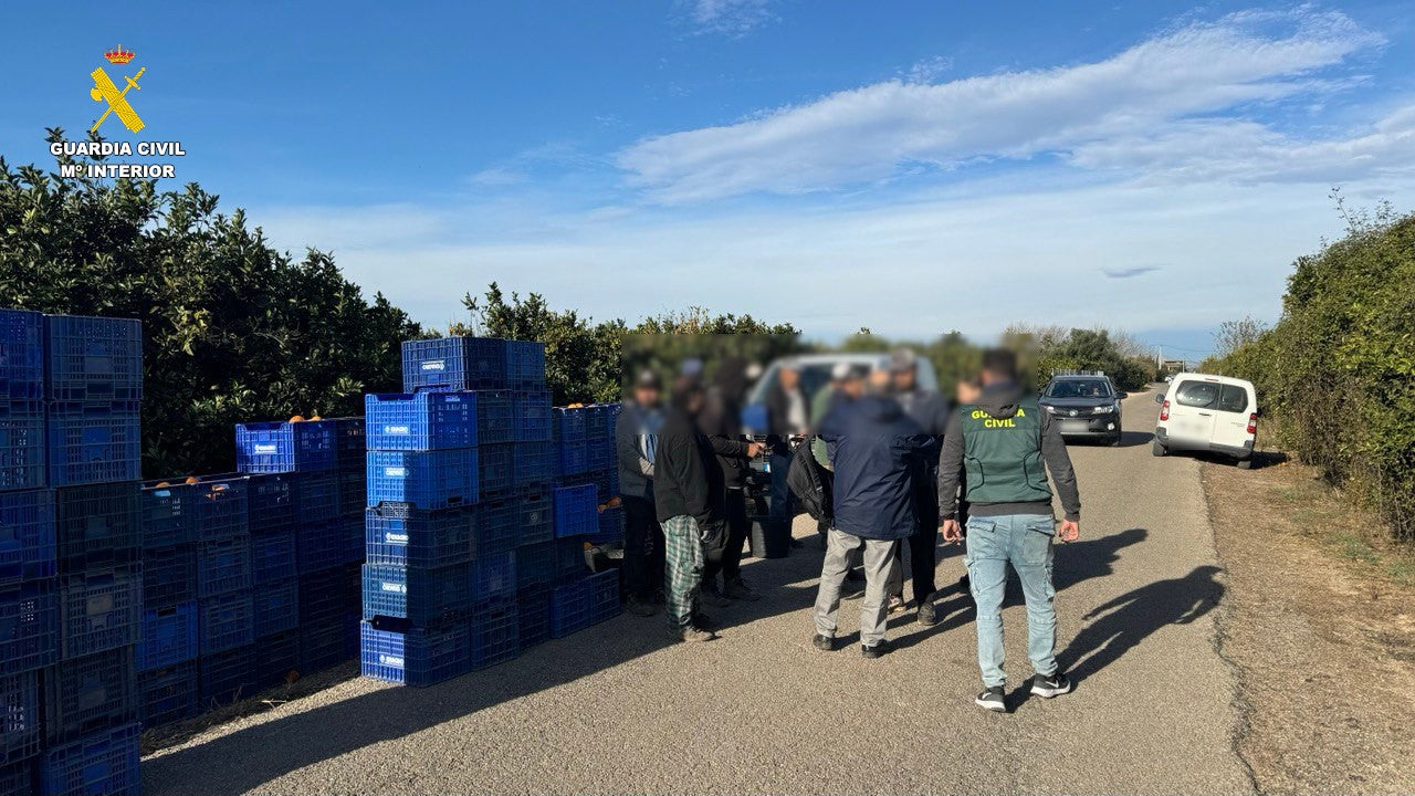 La Guardia Civil desmantela en Benimuslem una organización que robaba cítricos en los campos de la comarca La Guardia Civil desmantela en Benimuslem una organización que robaba cítricos en los campos de la comarca
