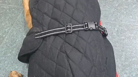 Investigan a un vecino de Sant Jordi por abandono animal tras hallar a un perro en estado crítico Investigan a un vecino de Sant Jordi por abandono animal tras hallar a un perro en estado crítico