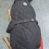 Investigan a un vecino de Sant Jordi por abandono animal tras hallar a un perro en estado crítico
