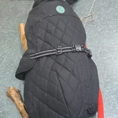 Investigan a un vecino de Sant Jordi por abandono animal tras hallar a un perro en estado crítico Investigan a un vecino de Sant Jordi por abandono animal tras hallar a un perro en estado crítico