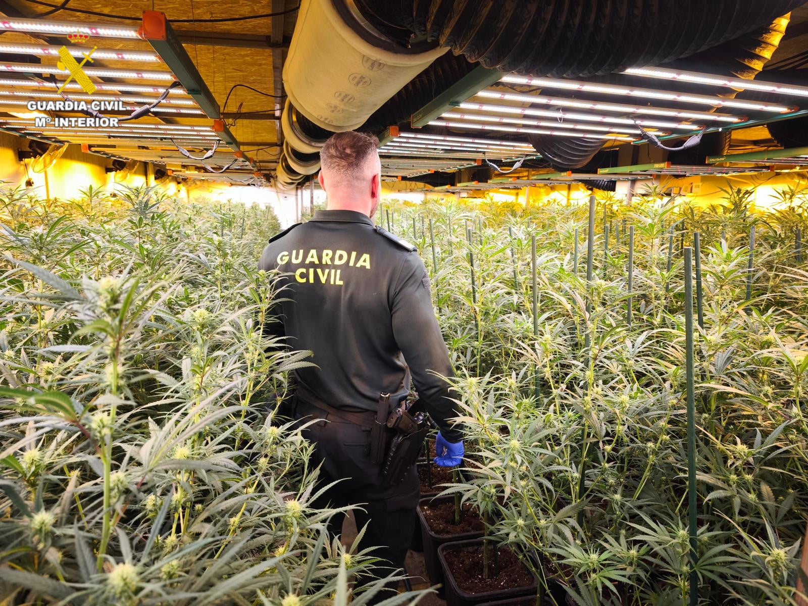 Cae en Castellón una red de cultivo intensivo de marihuana tras una operación de la Guardia Civil Cae en Castellón una red de cultivo intensivo de marihuana tras una operación de la Guardia Civil