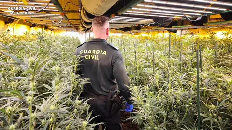 Cae en Castellón una red de cultivo intensivo de marihuana tras una operación de la Guardia Civil Cae en Castellón una red de cultivo intensivo de marihuana tras una operación de la Guardia Civil