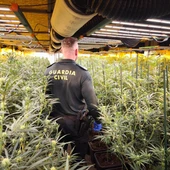 Cae en Castellón una red de cultivo intensivo de marihuana tras una operación de la Guardia Civil Cae en Castellón una red de cultivo intensivo de marihuana tras una operación de la Guardia Civil