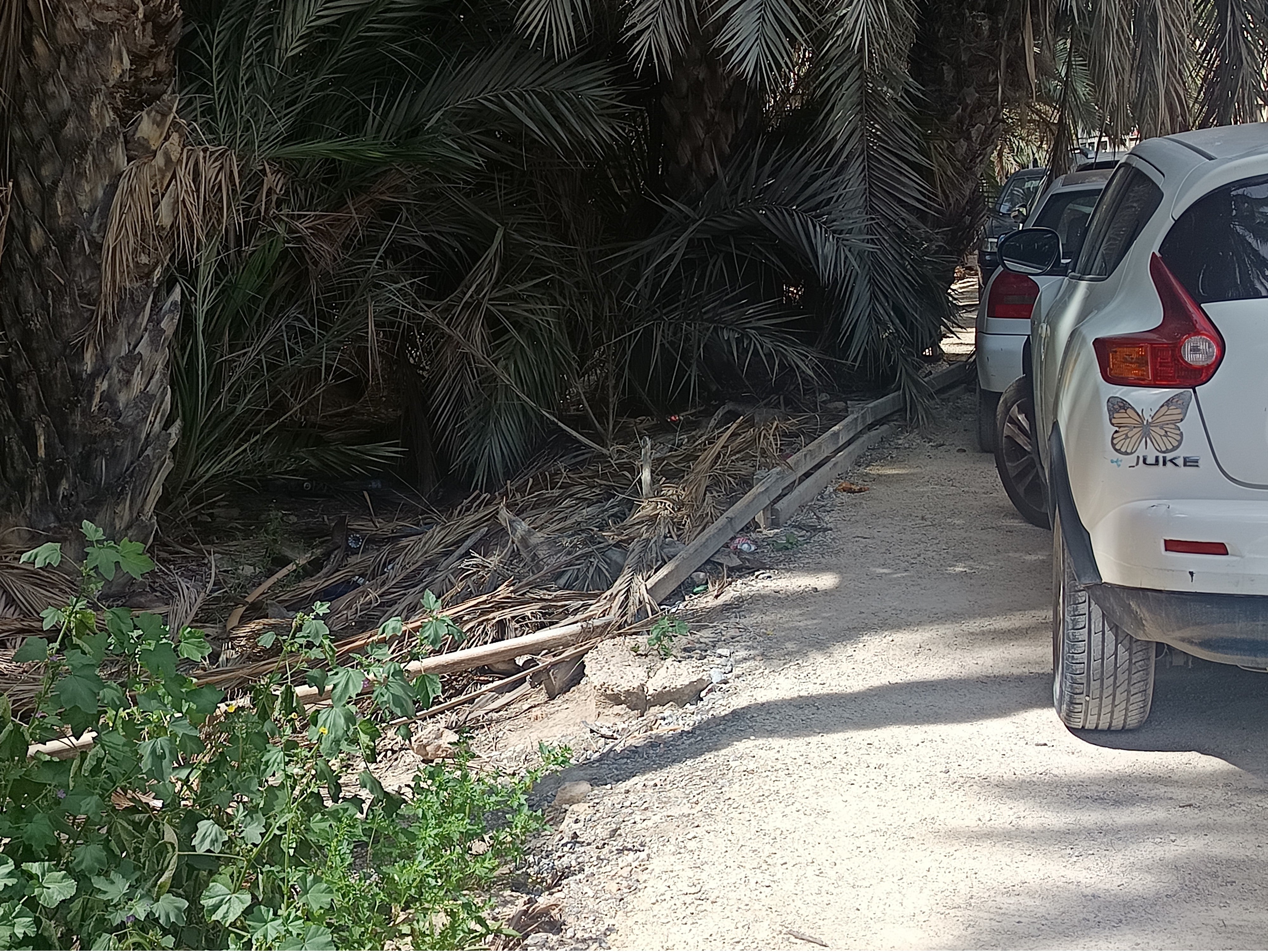 Vecinos de Puertas Coloras de Elche piden la retirada de palmas secas acumuladas junto a un aparcamiento Vecinos de Puertas Coloras de Elche piden la retirada de palmas secas acumuladas junto a un aparcamiento