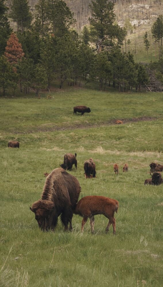 Crías de bisonte en Yellowstone