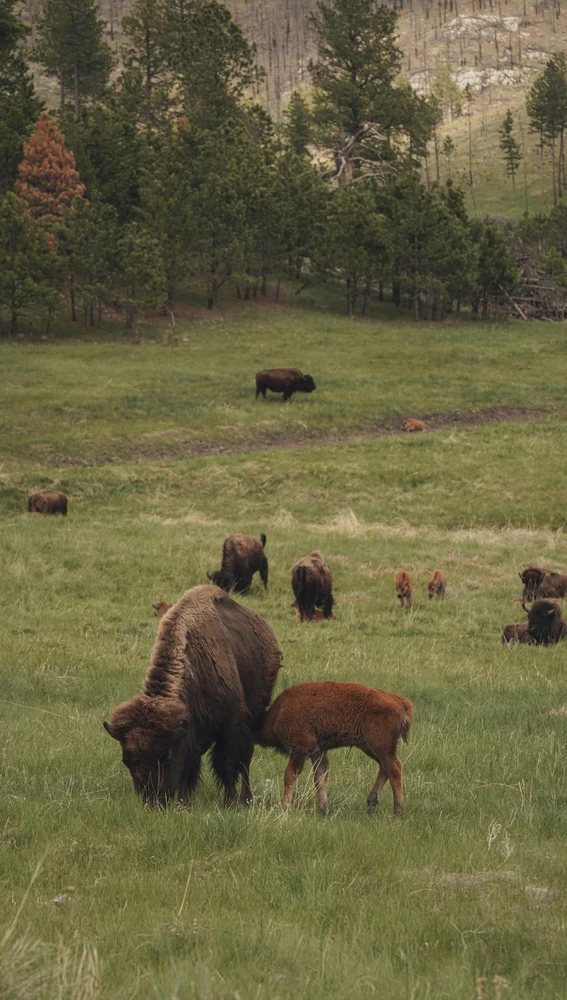Crías de bisonte en Yellowstone Crías de bisonte en Yellowstone