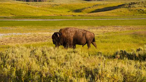 Bisonte en Yellowstone Bisonte en Yellowstone