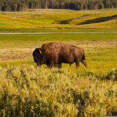 Bisonte en Yellowstone