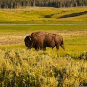 Bisonte en Yellowstone Bisonte en Yellowstone