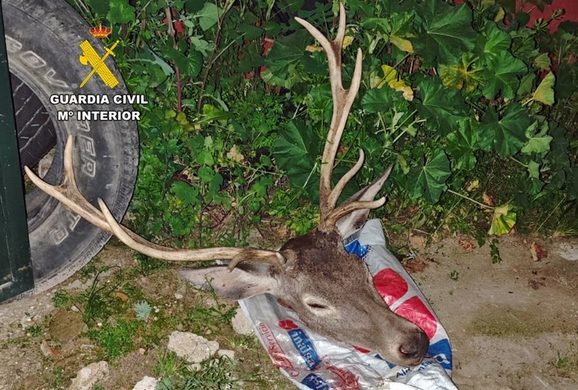 La Guardia Civil detiene a tres personas por caza furtiva en una finca de Zarza-Capilla La Guardia Civil detiene a tres personas por caza furtiva en una finca de Zarza-Capilla