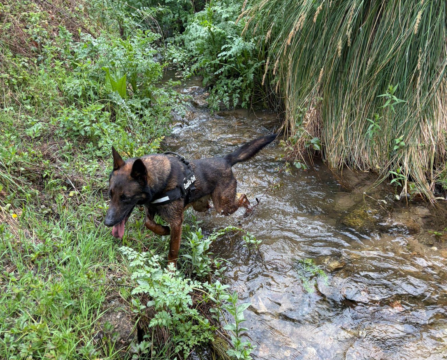 Este miércoles se reactivará la búsqueda del hombre de 74 años desaparecido en Jarandilla de la Vera el pasado Viernes Santo Este miércoles se reactivará la búsqueda del hombre de 74 años desaparecido en Jarandilla de la Vera el pasado Viernes Santo
