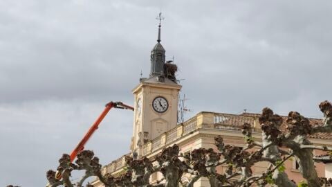 Nido de cig&uuml;e&ntilde;as de la torre del Ayuntamiento de Alcal&aacute; de Henares