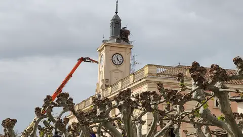 El Colectivo Ciconia pide al Ayuntamiento de Alcalá que retrase la retirada del nido de la torre de la Casa Consistorial a la finalización del periodo de cría Nido de cigüeñas de la torre del Ayuntamiento de Alcalá de Henares