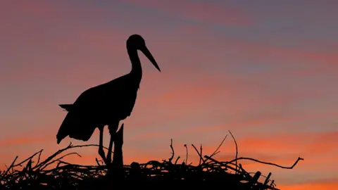La Junta destina 5 millones en ayudas para la conservación de especies protegidas en explotaciones agrarias y ganaderas La Junta destina 5 millones en ayudas para la conservación de especies protegidas en explotaciones agrarias y ganaderas