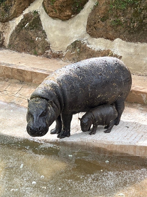 Nace el primer hipopótamo pigmeo en el Parque de Cabárceno Nace el primer hipopótamo pigmeo en el Parque de Cabárceno