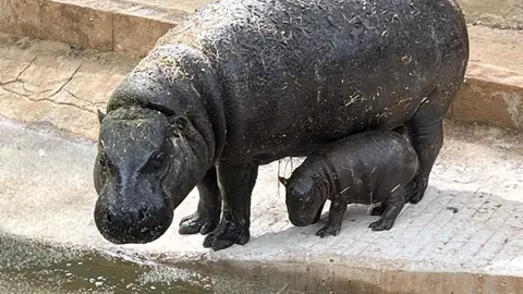 Nace el primer hipopótamo pigmeo en el Parque de Cabárceno Nace el primer hipopótamo pigmeo en el Parque de Cabárceno