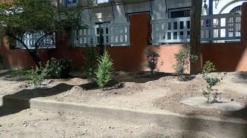 147 arbustos regeneran el pinar del parque Miguel Servet de Huesca 147 arbustos regeneran el pinar del parque Miguel Servet de Huesca