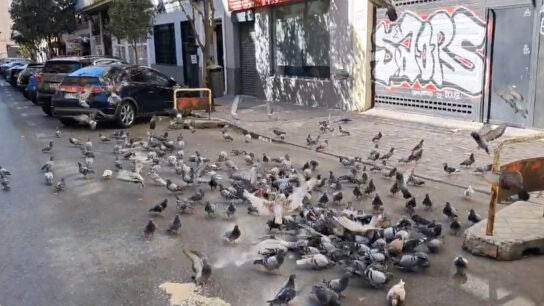 Imagen de la sobrepoblaci&oacute;n de palomas en el barrio madrile&ntilde;o de Delicias.
