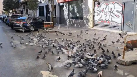 Imagen de la sobrepoblación de palomas en el barrio madrileño de Delicias.