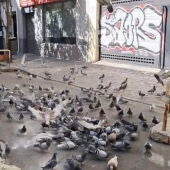 Imagen de la sobrepoblación de palomas en el barrio madrileño de Delicias.