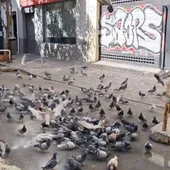 Imagen de la sobrepoblación de palomas en el barrio madrileño de Delicias. Imagen de la sobrepoblación de palomas en el barrio madrileño de Delicias.