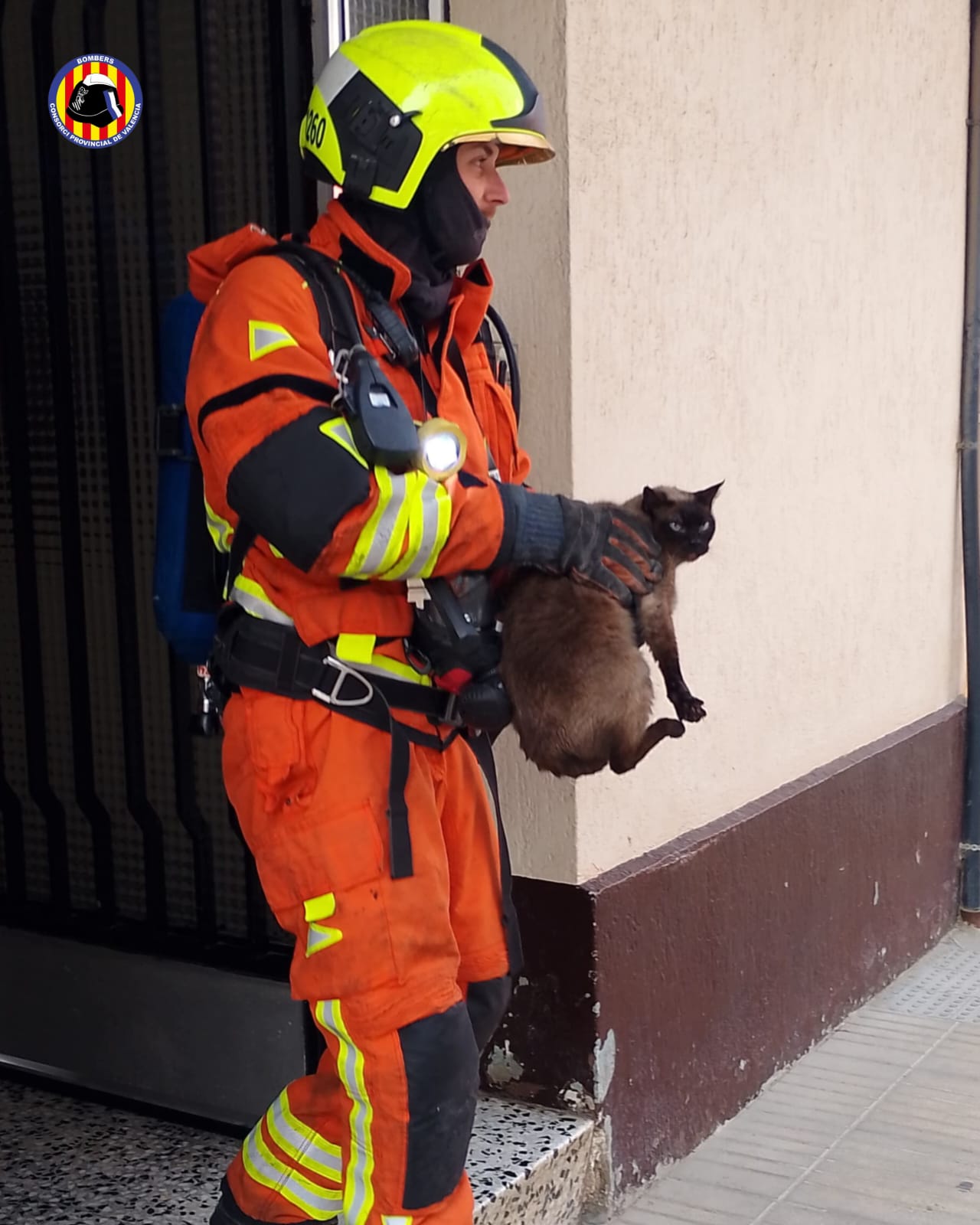 Bomberos rescatan a cuatro gatos y un hámster en el incendio de una vivienda en Alzira Bomberos rescatan a cuatro gatos y un hámster en el incendio de una vivienda en Alzira