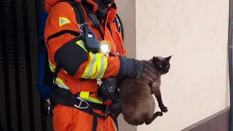 Un bombero con uno de los gatos rescatados en Alzira Un bombero con uno de los gatos rescatados en Alzira