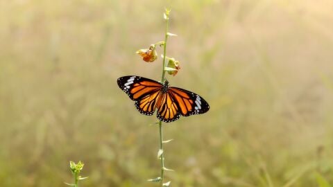 Mariposa
