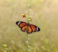 Mariposa