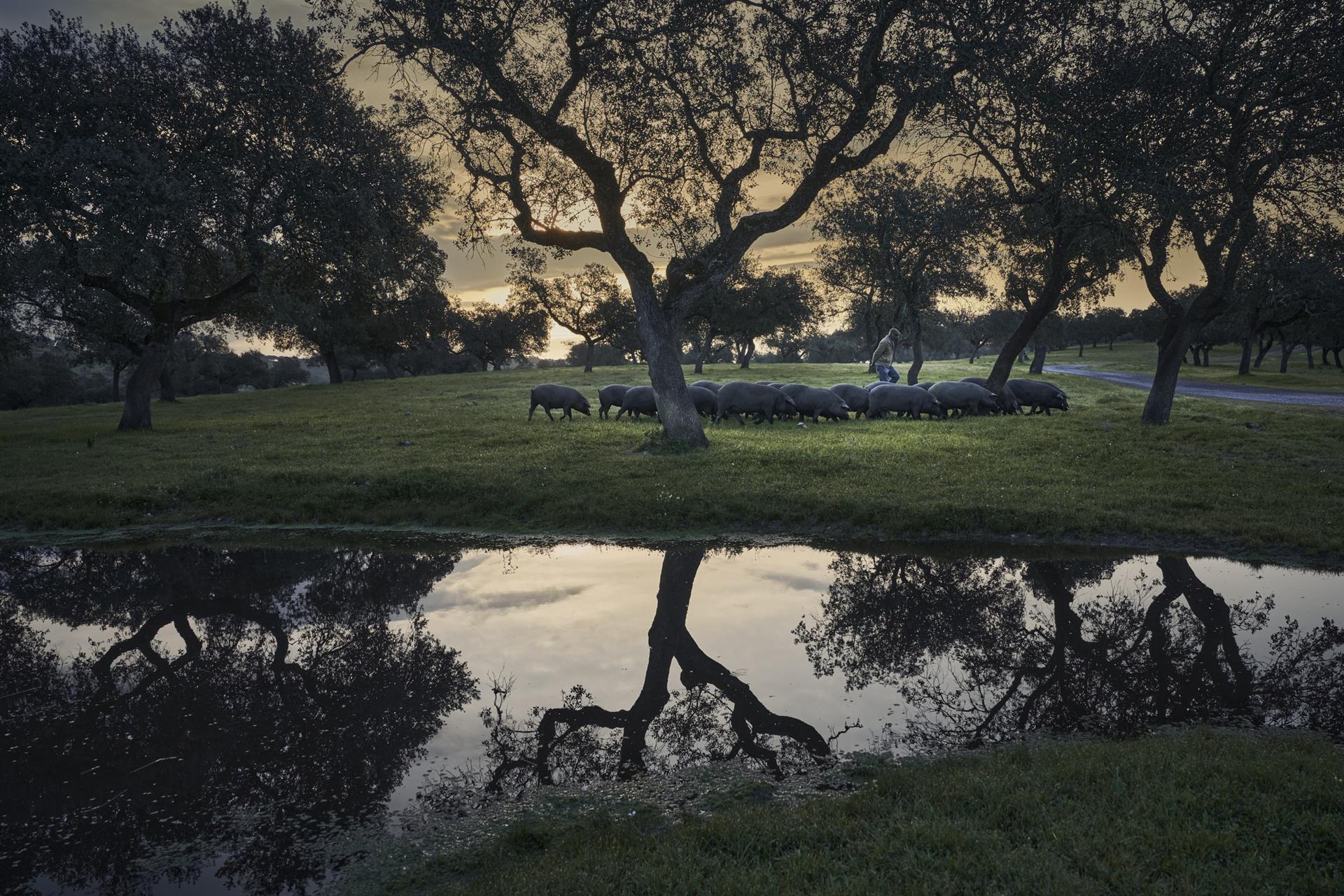 La montanera 2025/2026 crece un 3% y rompe la "tendencia de ajuste" de las tres últimas campañas La montanera 2025/2026 crece un 3% y rompe la "tendencia de ajuste" de las tres últimas campañas