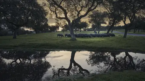 La montanera 2025/2026 crece un 3% y rompe la "tendencia de ajuste" de las tres últimas campañas La montanera 2025/2026 crece un 3% y rompe la "tendencia de ajuste" de las tres últimas campañas