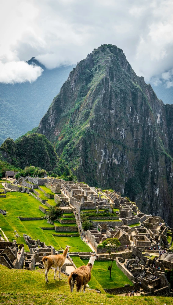 Machu Picchu y fauna local Machu Picchu y fauna local