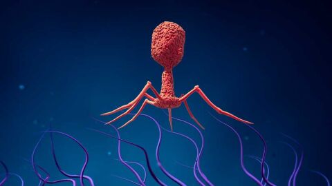 https:medicinaysaludpublica.com/noticias/general/terapia-con-fagos-prometedora-para-la-enfermedad-hepatica-alcoholica/5424