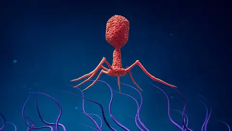 https:medicinaysaludpublica.com/noticias/general/terapia-con-fagos-prometedora-para-la-enfermedad-hepatica-alcoholica/5424 https:medicinaysaludpublica.com/noticias/general/terapia-con-fagos-prometedora-para-la-enfermedad-hepatica-alcoholica/5424