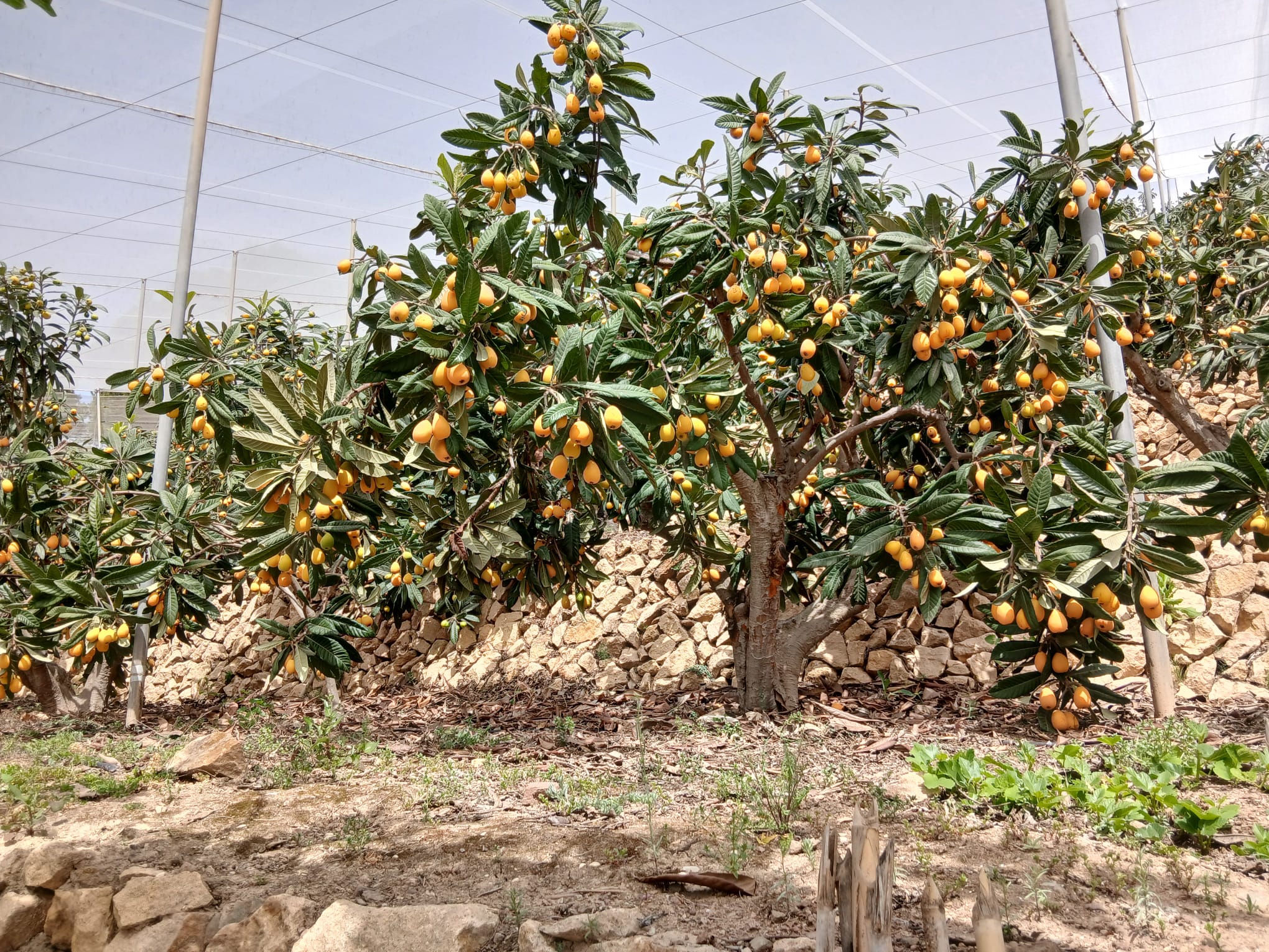 ASAJA Alicante prevé una buena campaña de producción de nísperos ASAJA Alicante prevé una buena campaña de producción de nísperos