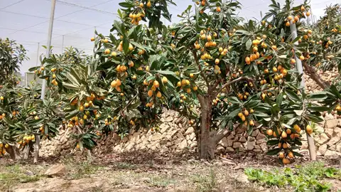 ASAJA Alicante prevé una buena campaña de producción de nísperos ASAJA Alicante prevé una buena campaña de producción de nísperos