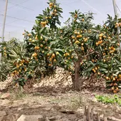 ASAJA Alicante prevé una buena campaña de producción de nísperos ASAJA Alicante prevé una buena campaña de producción de nísperos
