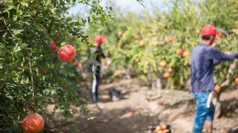 Granados en una explotación agraria de Elche. Granados en una explotación agraria de Elche.