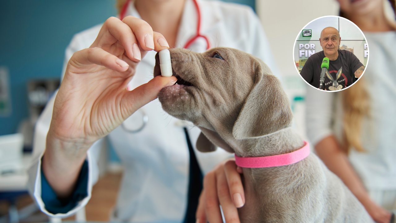 Un perro tragando una pastilla Un perro tragando una pastilla