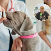 Un perro tragando una pastilla Un perro tragando una pastilla