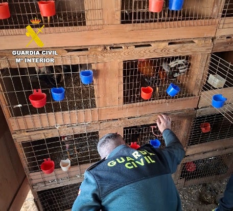 Detenido en Cullera por cultivar marihuana y estar en posesión de gallos usados para peleas Detenido en Cullera por cultivar marihuana y estar en posesión de gallos usados para peleas
