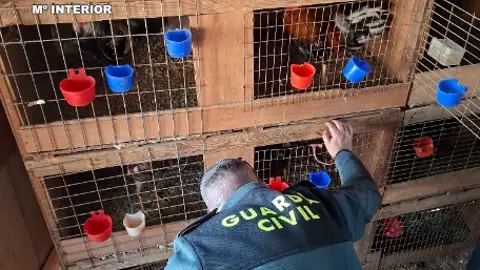 Gallos de pelea en jaulas halladas en Cullera Gallos de pelea en jaulas halladas en Cullera