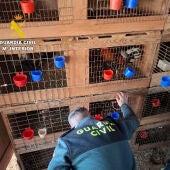 Gallos de pelea en jaulas halladas en Cullera